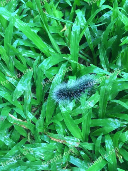 Millipede Thailand Animal Caterpillar Fluffy