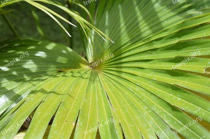 Palm Plant Jungle Tropical Leaf