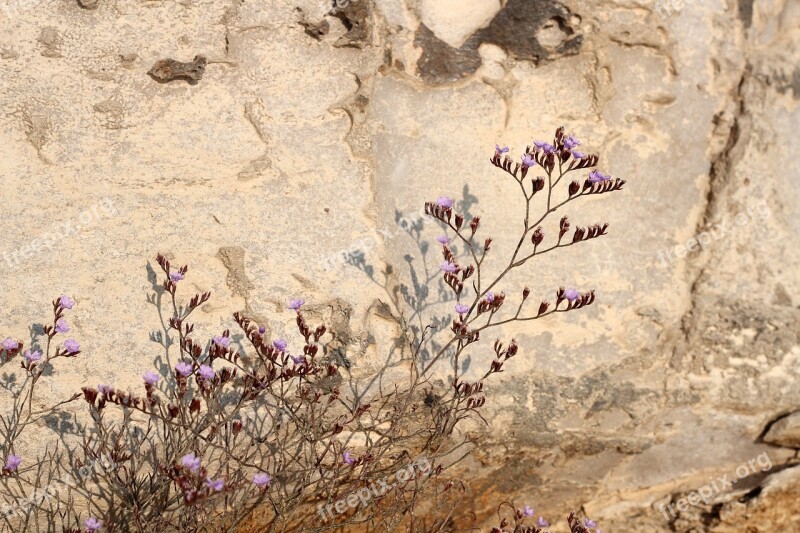 Flower Plant Purple Violet Nature