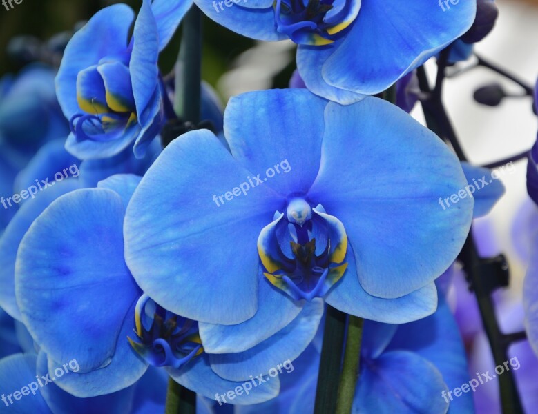 Orchid Flower Blue Pretty Spring