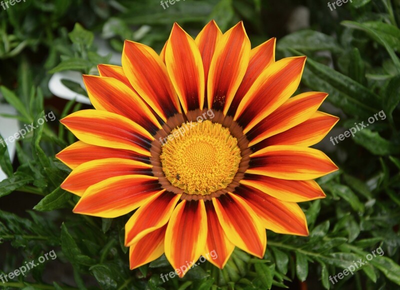 Flower Marguerite Orange Spring Yellow