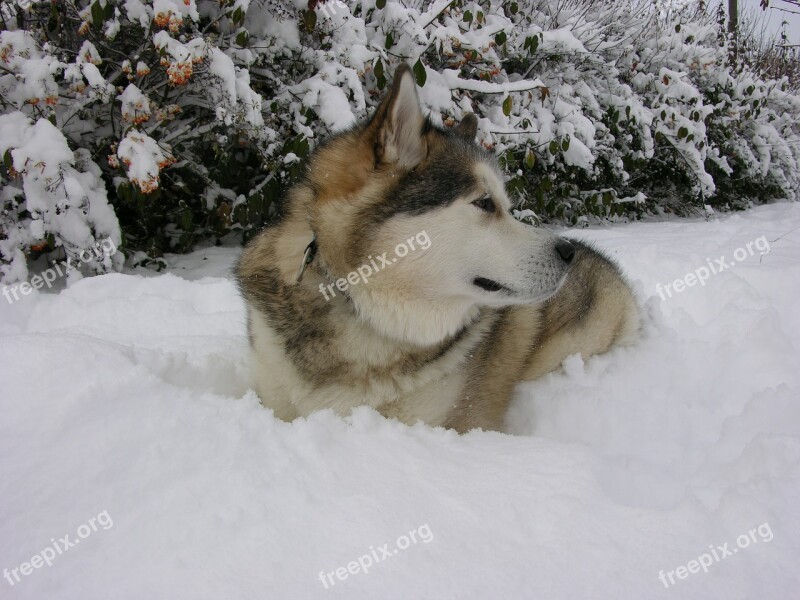 Sled Dog Poolhond Snow Free Photos