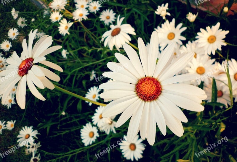 Daisy Margaritas Margaret Wild Spring Nature