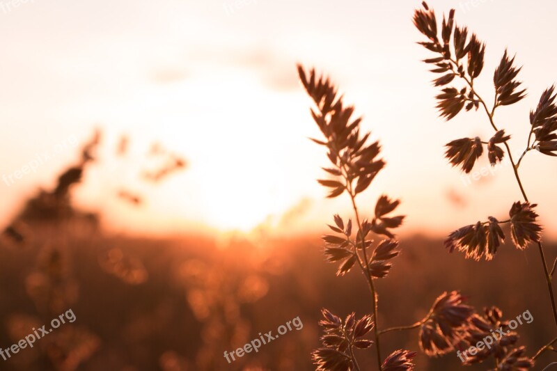 Cereals Sunrise Landscape Field Morgenstimmung