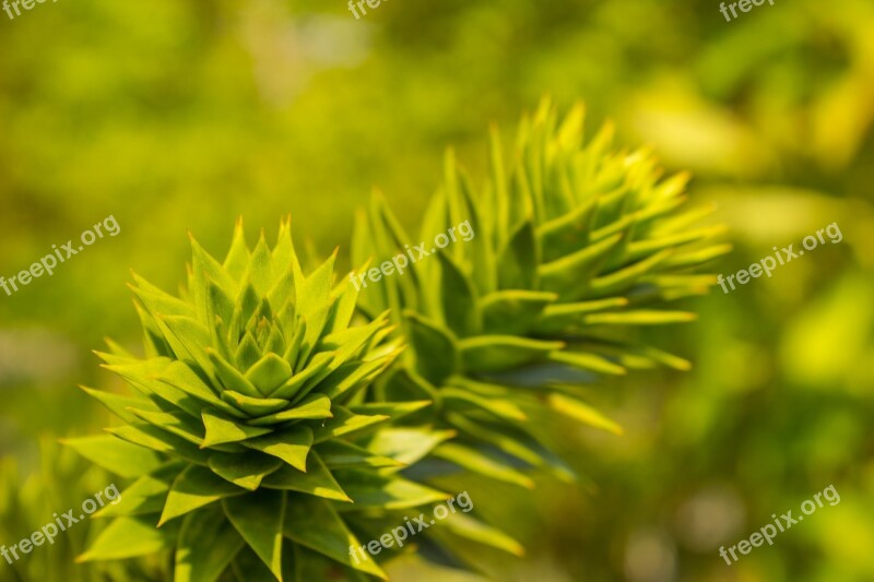 Plant Green Botany Nature Leaf