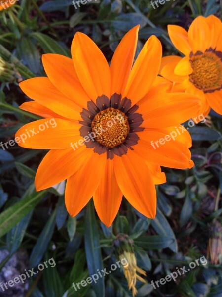 Nature Flowers Oranges Garden Free Photos