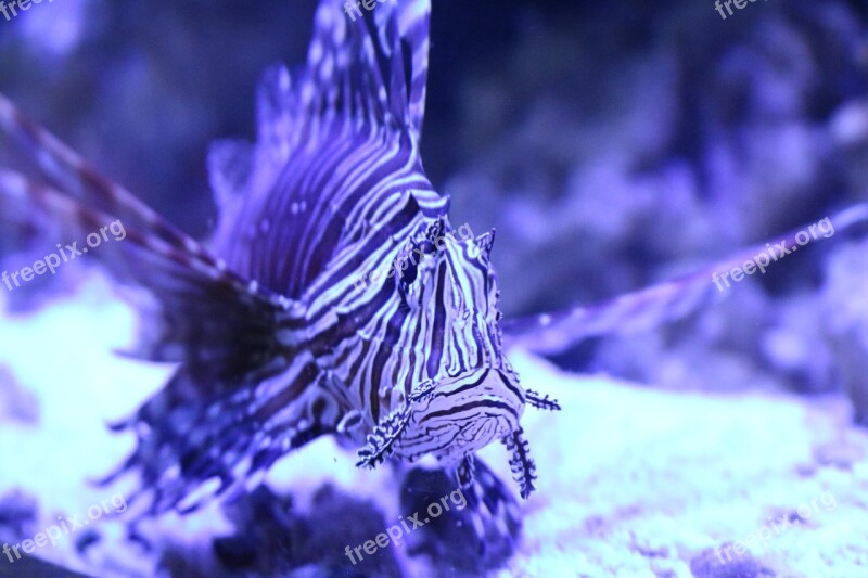 Lionfish Lion Fish Fish Aquarium Free Photos