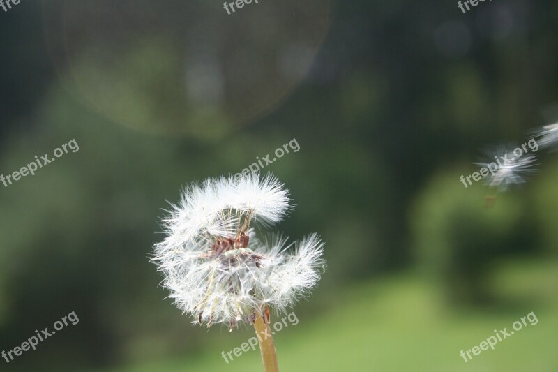 Dandelion Spring Flower Nature A New Beginning