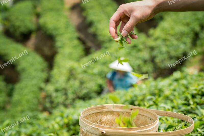 Spring Alpine Tea Garden Free Photos