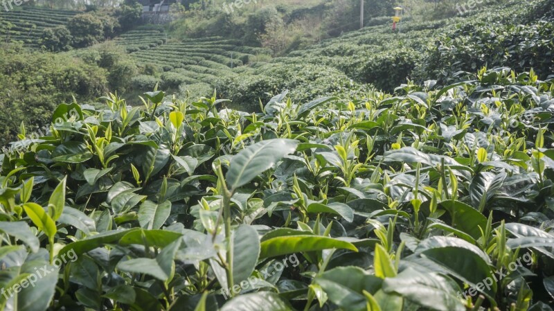 Spring Alpine Tea Garden Free Photos