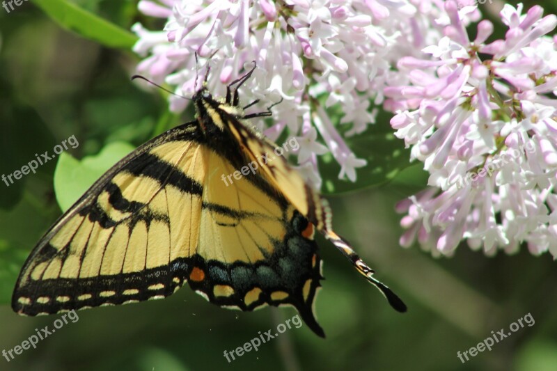 Butterfly Swallowtail Animal Stripe Colorful