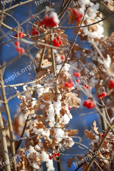 Berries Winter Ripe Berry Red Snow