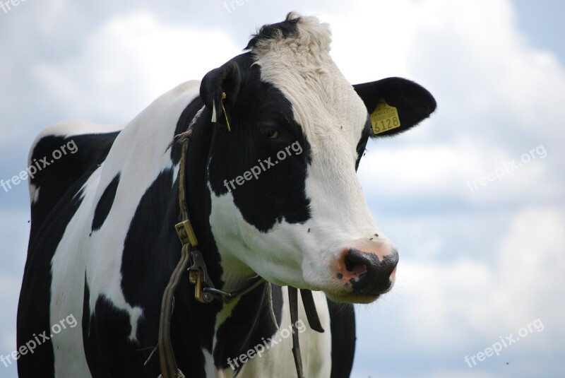 Cow Black Cows Pasture Nature