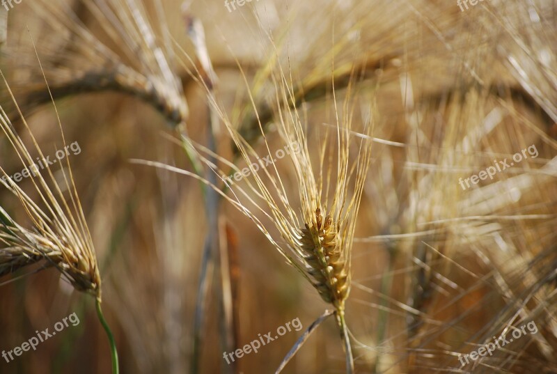 Ear Wheat Beige Cereals Wheat Field