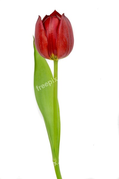 Red Tulip Red Tulip Tulips Flowers