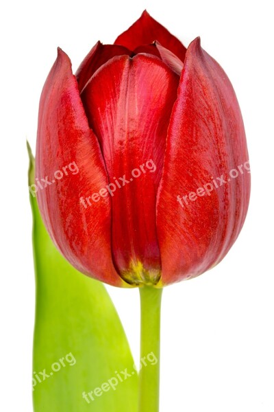 Red Tulip Red Tulip Tulips Flowers