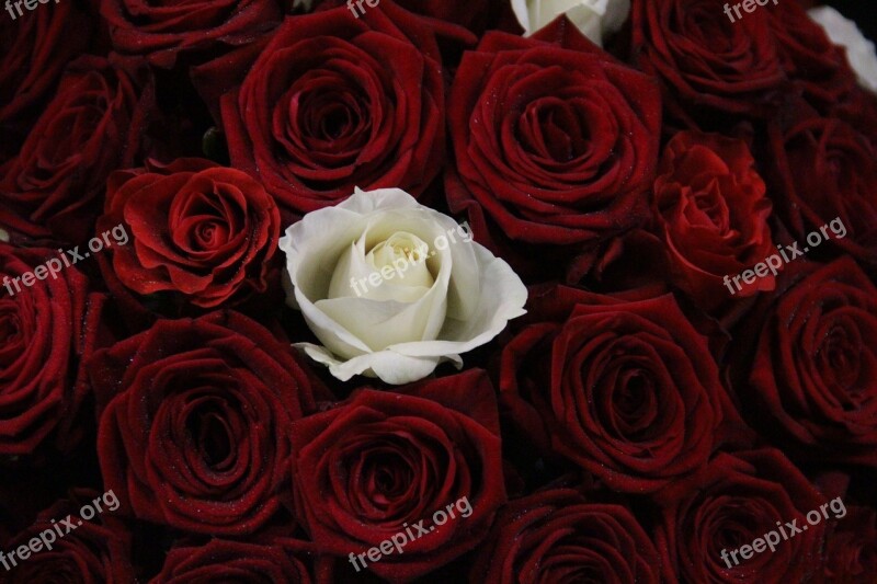 Red Roses Red Red Rose Rose Flower