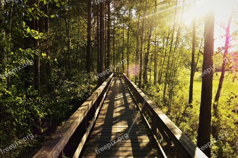 Forest Tree Solar Sunset Sweden