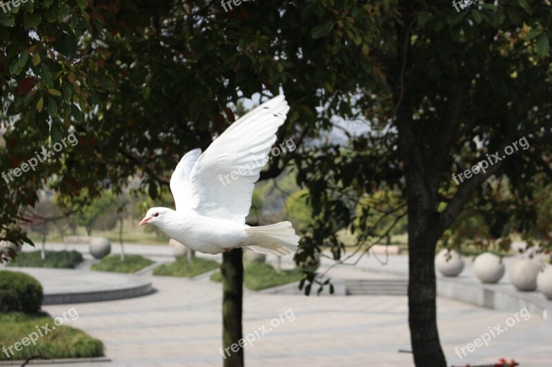 Pigeon Autumn Hangzhou Free Photos