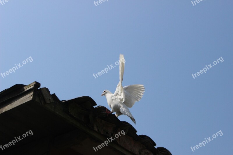 Pigeon The Scenery Hangzhou Free Photos