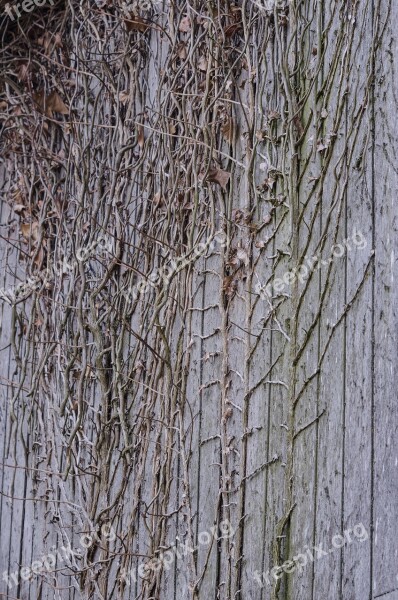 Wood Branches Wall Grey Old