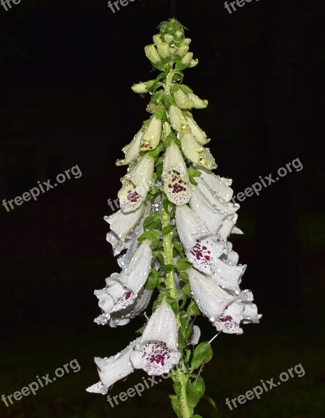 Rain-wet Foxgloves Rain-wet Rain Flower Blossom