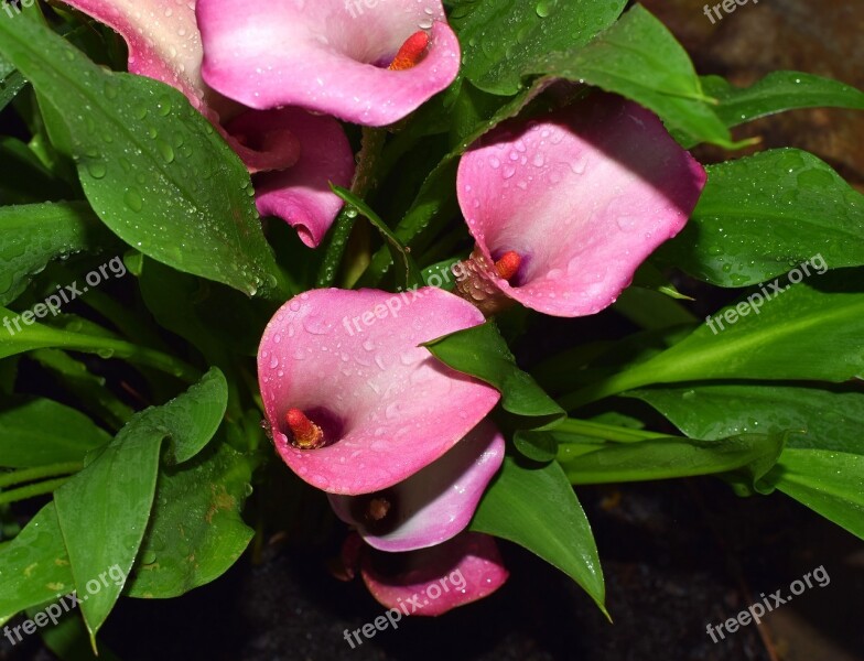 Rain-wet Calla Lily Rain-wet Rain Flower Blossom