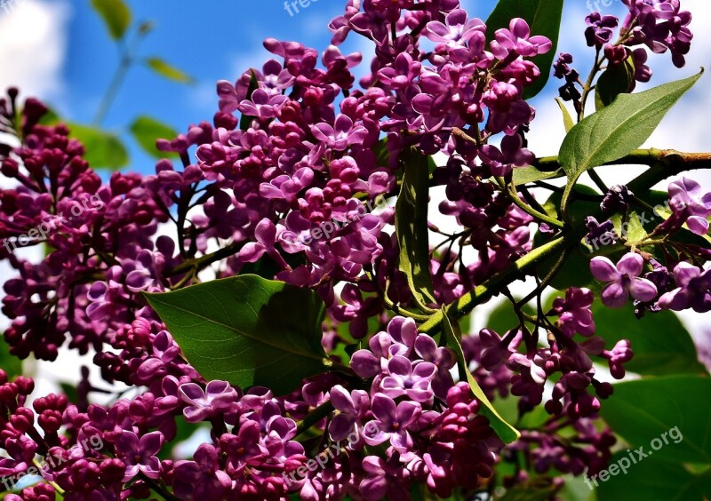 Lilac Bush Bloom Lilac Branch Plant