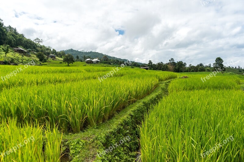 Rice Field Rice Terrace Thailand Chiang Mai Rice