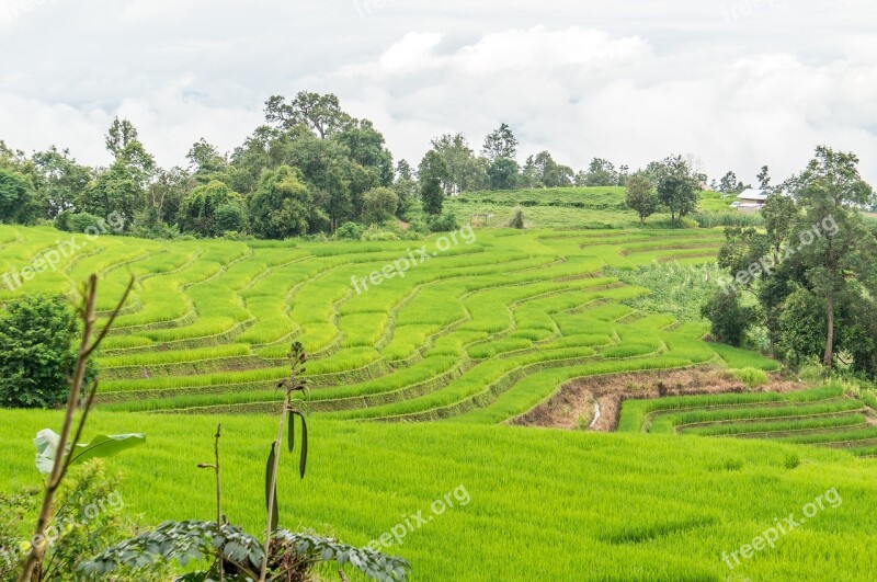 Rice Field Rice Terrace Thailand Chiang Mai Rice