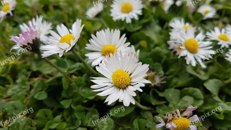 Chamomile Flower Nature Spring Natural