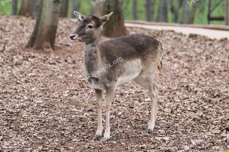 Roe Deer Forest Nature Scheu Free Photos