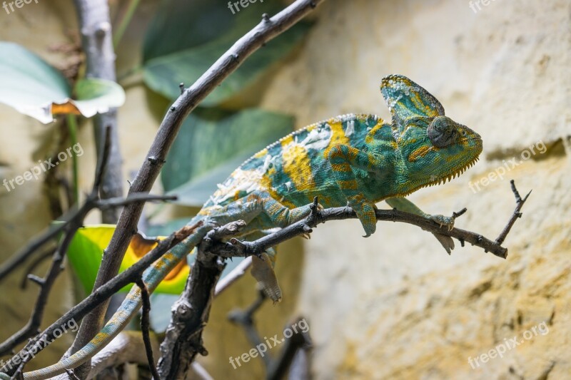 Chameleon Animal Camouflage Old Free Photos