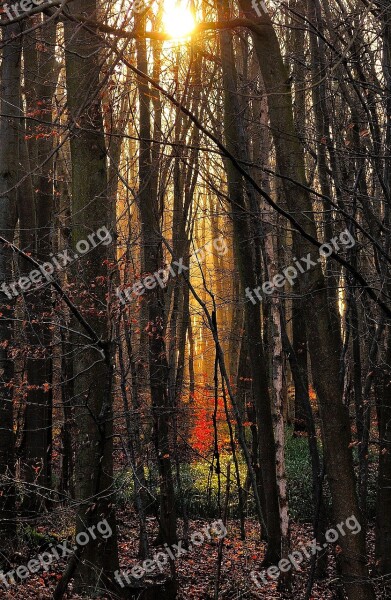 Forest Trees Morgenstimmung Sunlight Landscape