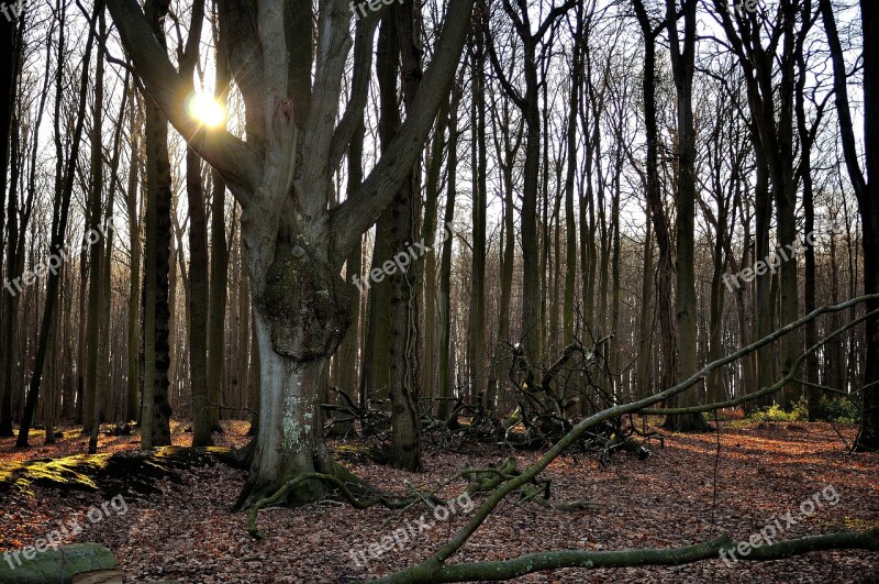 Forest Nature Sunlight Trees Branch