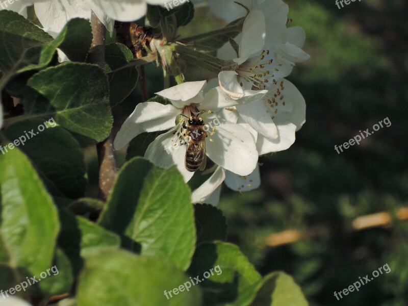 Flowers Apple Tree Bee Apple Flower Bloom