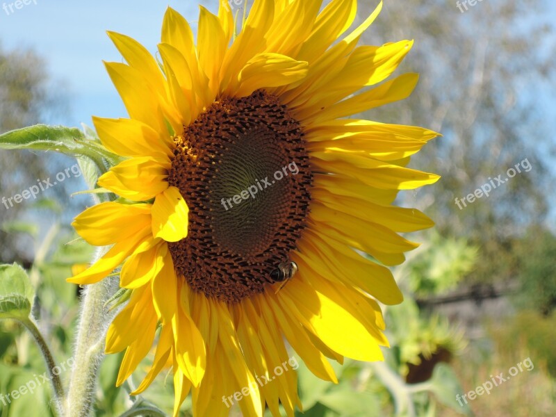 Sunflower Sunflower Seeds Autumn Garden Harvest