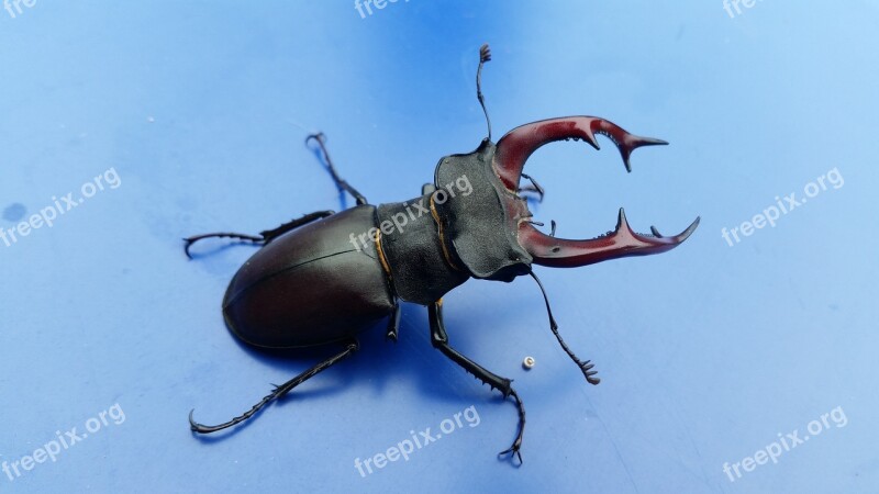 Stag-beetle Bug Beetle Nature Insect