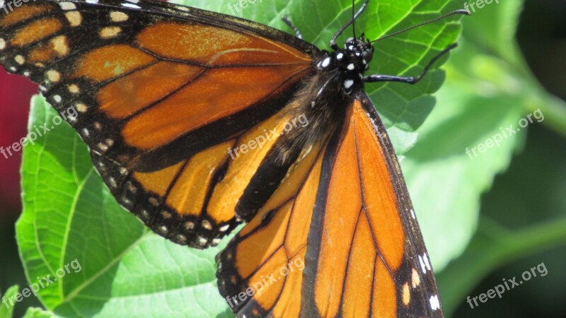 Monarch Butterfly Butterfly Orange Black Monarch