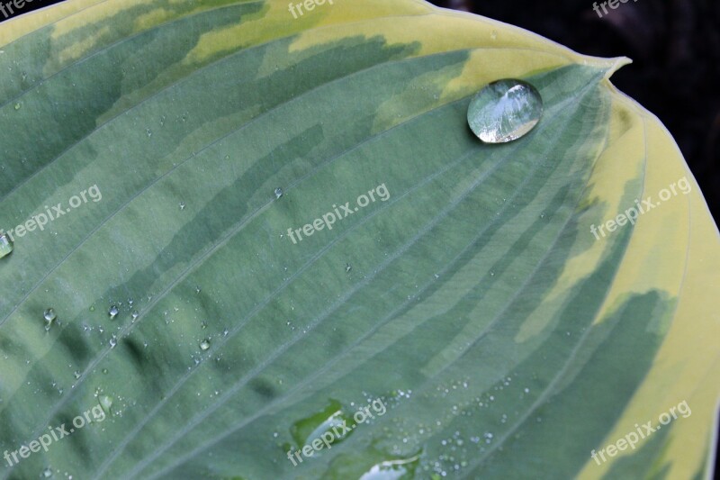 Plantain Lily Hosta Leaf Green Leaves