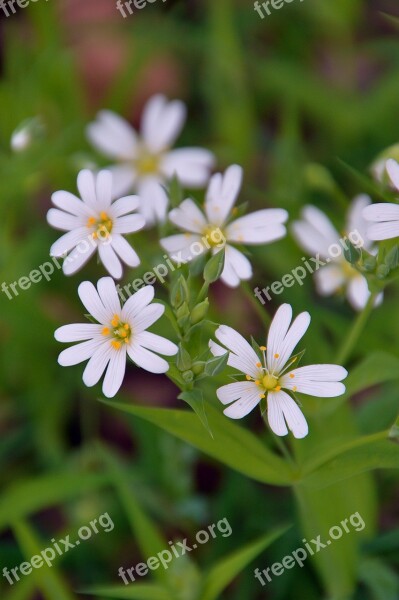 White Plant White Flower Meadow Flower Nature