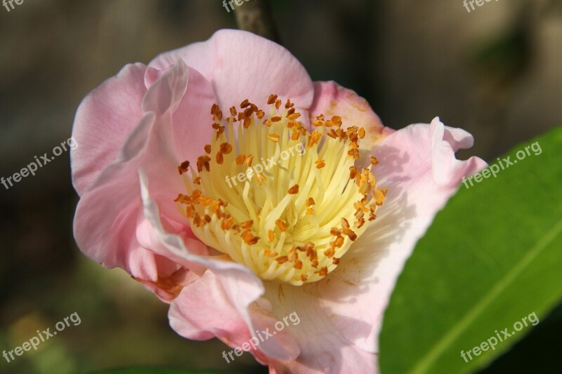 Camellia Pink Flower In Dense Yellow Flowers And Plants Plant