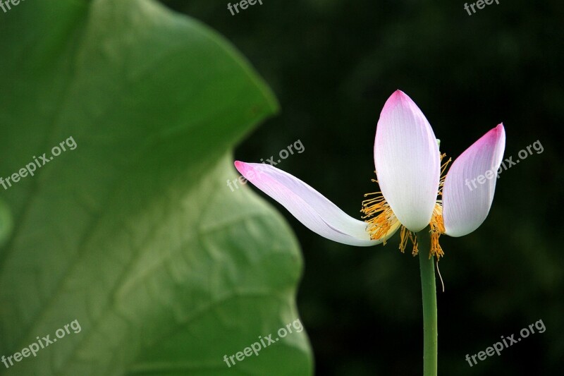 Lotus White Withers Powder Buddhism