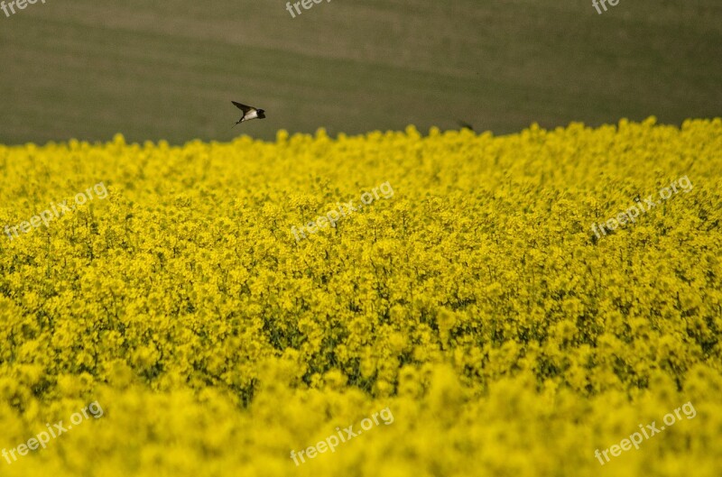 Swallow Rapeseed Spring Yellow Field