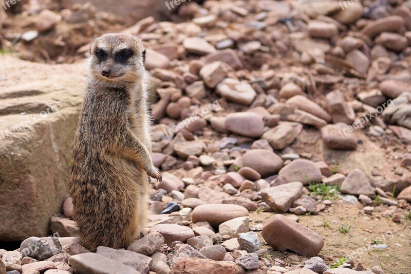 Animal Fur Nature Meerkat Curious