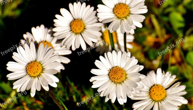 Daisy Meadow Bloom Flowers Spring