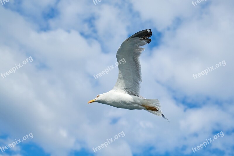 Seagull Bird Blue Sky Nature