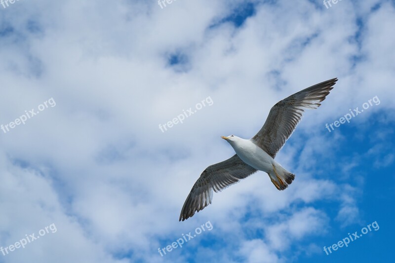 Seagull Bird Blue Sky Nature