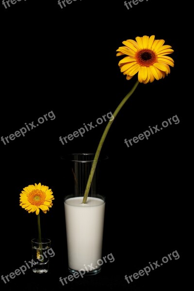 Flower Daisy Yellow Studio Milk