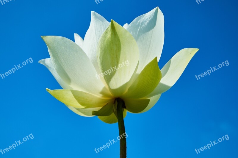 Flower Lotus White Leaves Plant